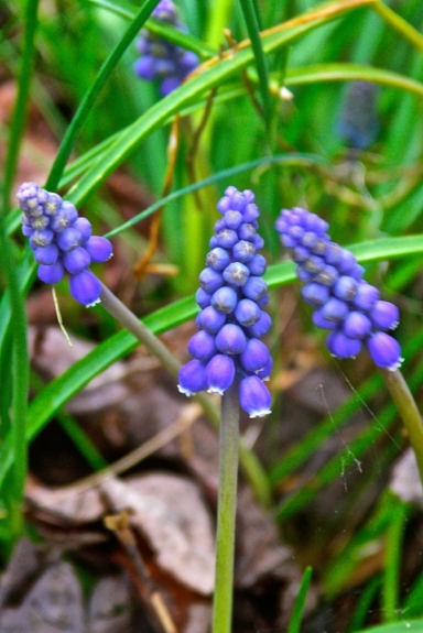 Greetings By Grape Hyacinths